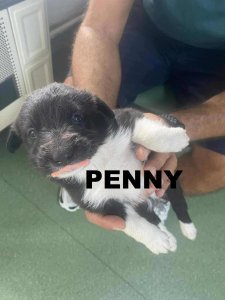 PENNY
